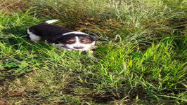 Albert- AKC English Springer Spaniels