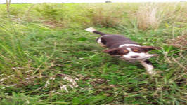 Albert- AKC English Springer Spaniels