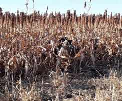 Albert- AKC English Springer Spaniels