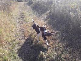 Albert- AKC English Springer Spaniels