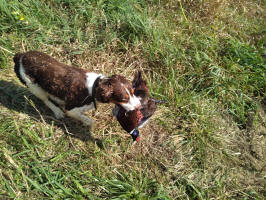 Albert- AKC English Springer Spaniels