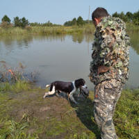 Albert- AKC English Springer Spaniels