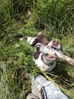 Albert- AKC English Springer Spaniels