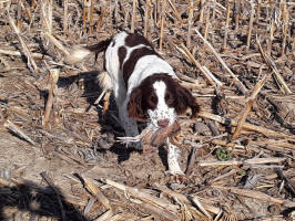 United Field Assosiation Basil Springer