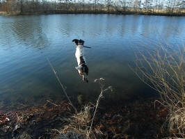 Dot English Springer Spaniels