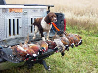 Ella English Springer Spaniels