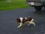 Fern English Springer Spaniels