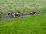 Ohio English Springer Spaniels