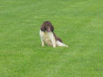 English Springer Spaniels