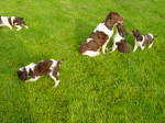 English Springer Spaniels