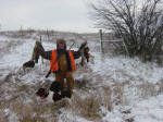 English Springer Spaniels