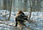 English Springer Spaniels