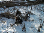 English Springer Spaniels