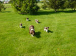 Fern English Springer Spaniels