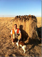 English Springer Spaniels