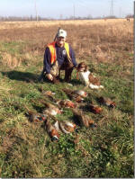 English Springer Spaniels