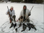 English Springer Spaniels