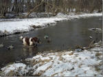 English Springer Spaniels