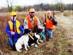 English Springer Spaniels hunting