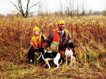 English Springer Spaniels hunt