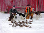 English Springer Spaniels ohio