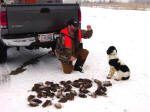 English Springer Spaniels