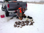 English Springer Spaniels