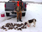 English Springer Spaniels