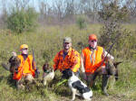 English Springer Spaniels