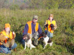 English Springer Spaniels