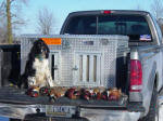 Ohio English Springer Spaniels hunt