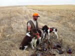 English Springer Spaniels