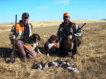 English Springer Spaniels