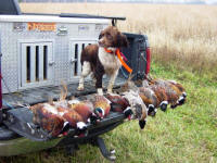 English Springer Spaniels