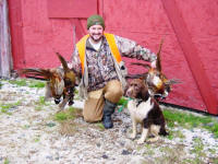 English Springer Spaniels