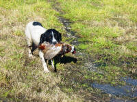 English Springer Spaniels