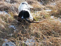 English Springer Spaniels