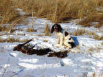 English Springer Spaniels