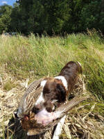 Springer hunting photo