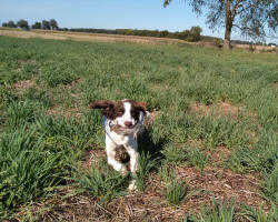 English Springer Spaniels