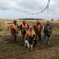 Springer hunting photo