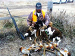 English Springer Spaniels