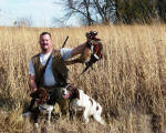 English Springer Spaniels