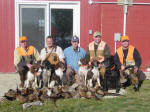 English Springer Spaniels hunt