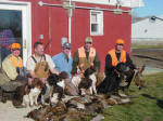 English Springer Spaniels hunting