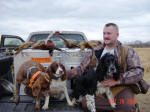 English Springer Spaniels