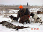 English Springer Spaniels