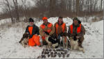 Springer hunting photo