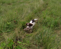 Springer hunting photo