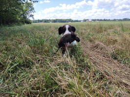 Springer hunting photo